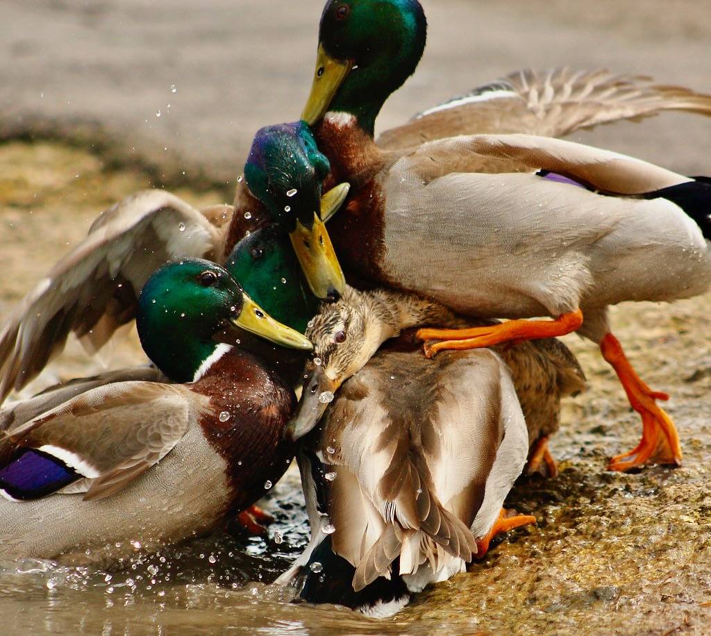 Mallard mating pile-up by LHG Creative Photography is licensed under CC BY-NC-ND 2.0